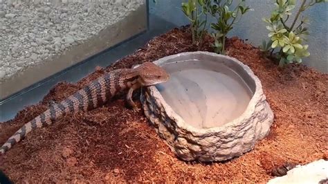 The Reason Why Lizards Drink Water: Desvendando o Folclore Etíope do Século XII