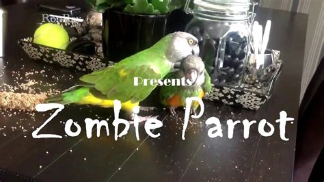  The Zombie Parrot of Zanzibar! A Curious Tale of Avian Undead and Colonial Intrigue