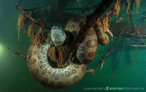  A Cobra Que Conseguiu Voar: Um Mergulho na Fantasia Brasileira!