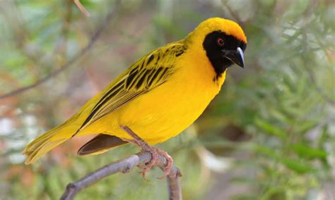   The Weaver Birds! A Tale From Ancient Colombia That Will Have You Chirping for More